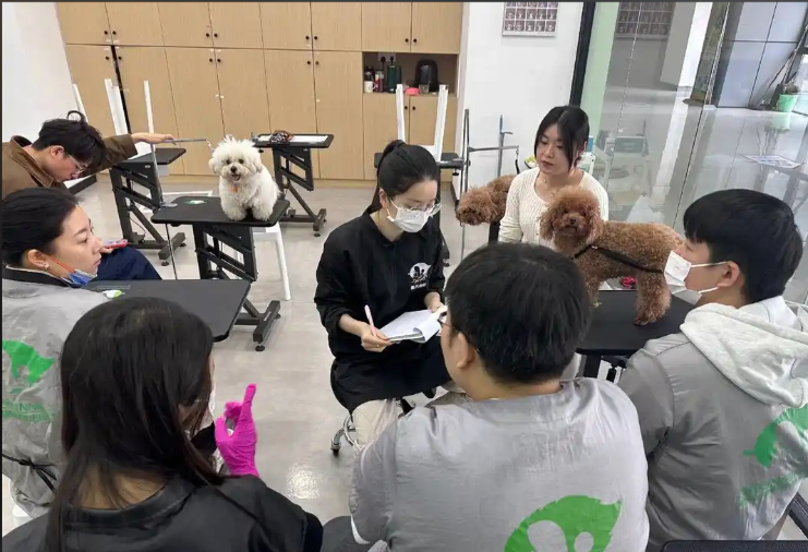 泰州市宠物美容师宠物美容培训学校 - 方案